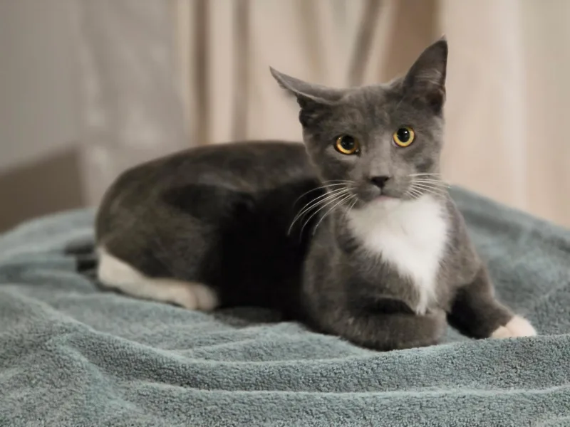 A baby medium-sized male Gray / Blue / Silver Domestic Short Hair cat named Joseph for adoption in Muncie, IN