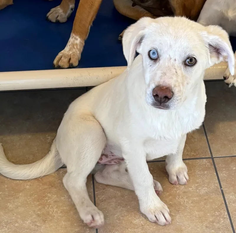 Hawawshi thumbnail 2