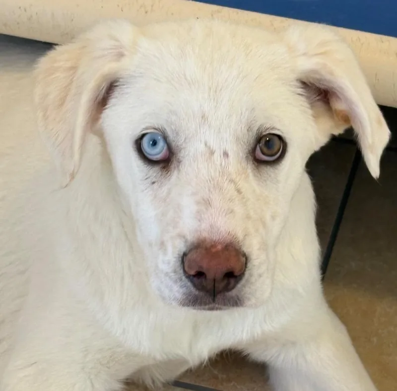 Hawawshi thumbnail 3