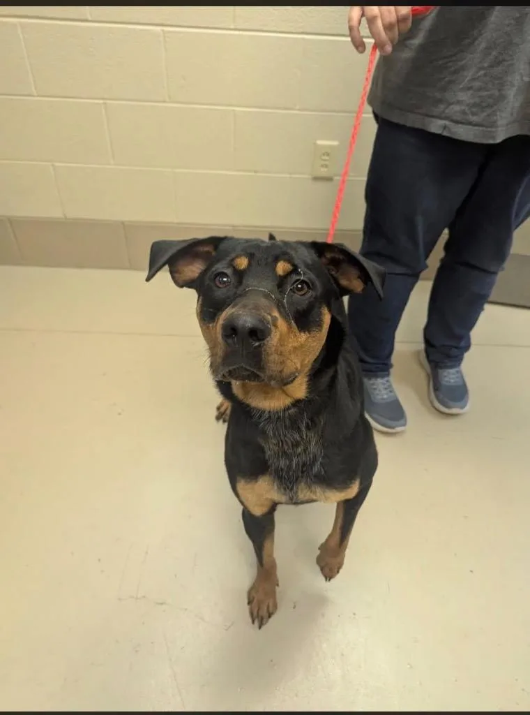 A young medium-sized male Hound dog named Buddy for adoption in Johnson City, TN