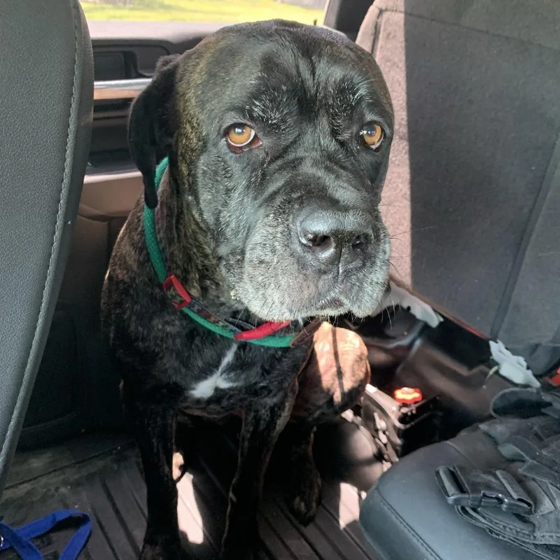 An adult small-sized female Black Mixed Breed dog named HILLStray for adoption in Buchanan Dam, TX
