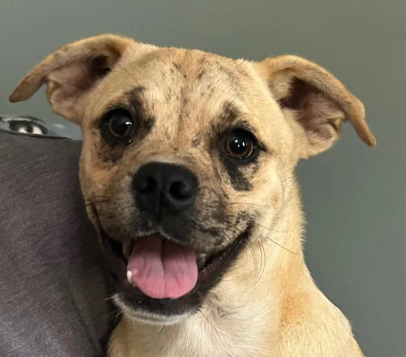 A young medium-sized female Yellow / Tan / Blond / Fawn Pug dog named Mixie Moon ~ Local for adoption in Andover, MA