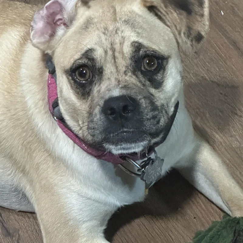 Mixie Moon ~ Local thumbnail 6