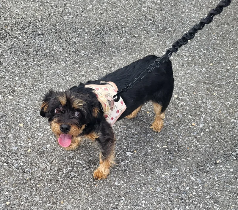 A young small-sized female Black Shorkie dog named Luna for adoption in Hagerstown, MD