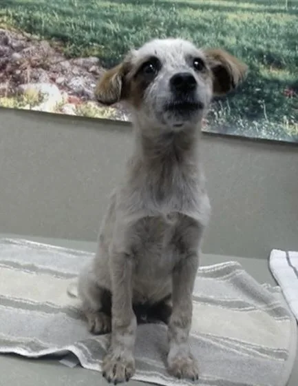 A baby small-sized male Red / Chestnut / Orange Australian Cattle Dog / Blue Heeler dog named SAVE ME PLEASE This for adoption in San Marcos, CA