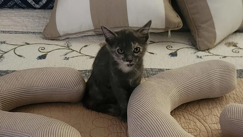 A young medium-sized female American Shorthair cat named Honey for adoption in Roanoke, AL