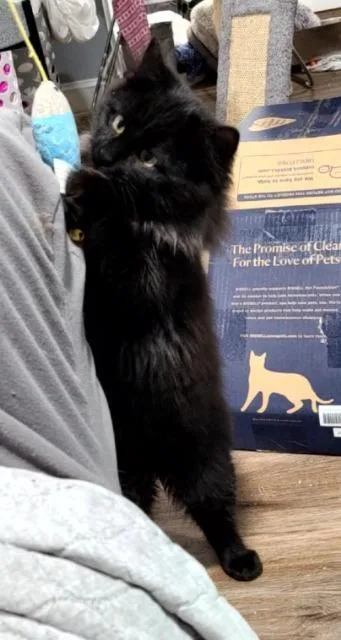 A baby medium-sized male Domestic Long Hair cat named Bert for adoption in Pawtucket, RI