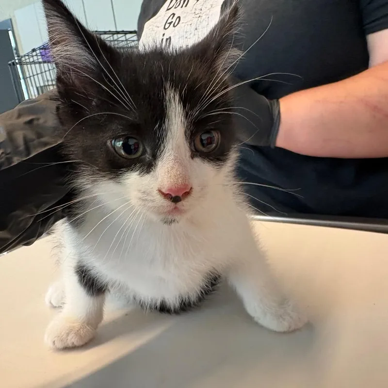 A baby small-sized male Black Domestic Short Hair cat named Lightning for adoption in Huntington, WV