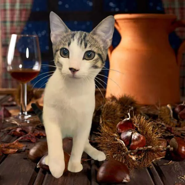 A young medium-sized male Domestic Short Hair cat named Vanderlinde for adoption in Bonsall, CA