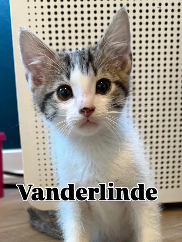 Vanderlinde thumbnail 2
