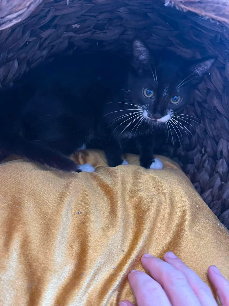 A young medium-sized female Black & White / Tuxedo Domestic Medium Hair cat named Katie for adoption in Roosevelt, UT