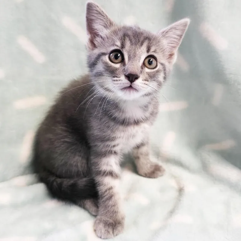 A baby small-sized female Gray / Blue / Silver Domestic Short Hair cat named Kaleidoscope for adoption in Mount Juliet, TN