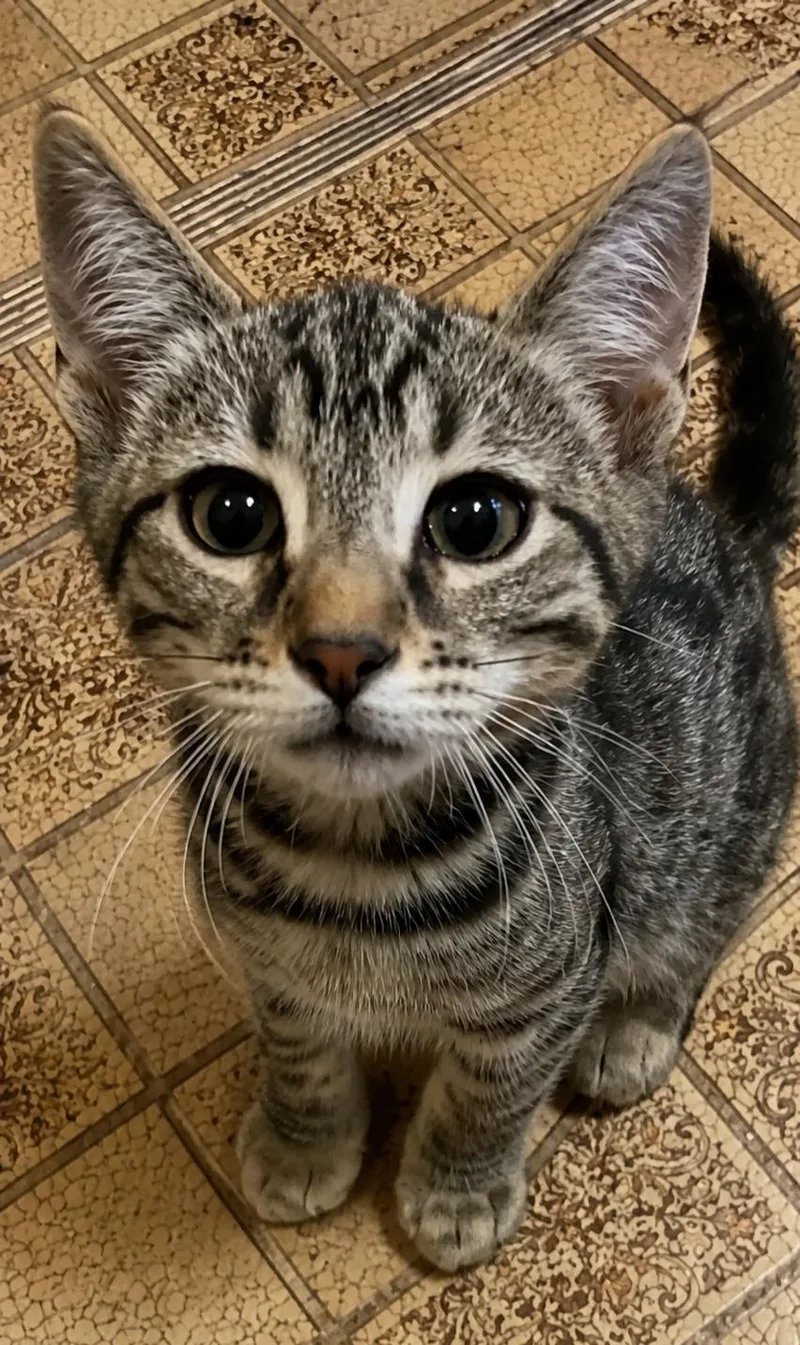 A baby medium-sized male Tabby (Brown / Chocolate) Tabby cat named Jak Jak for adoption in Fresno, CA