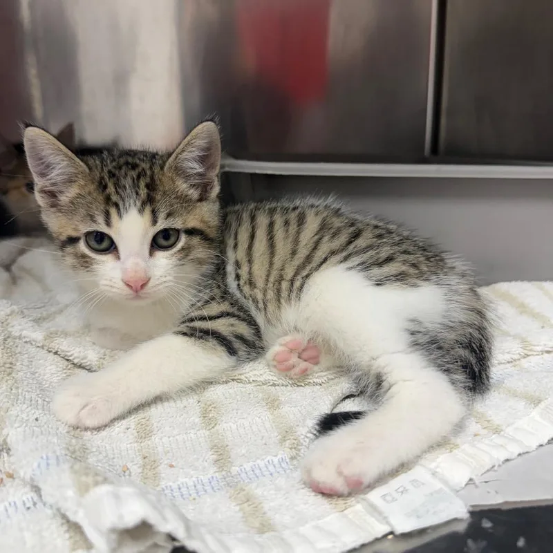 A baby small-sized male Brown / Chocolate Domestic Short Hair cat named MeatBall for adoption in Bryan, TX