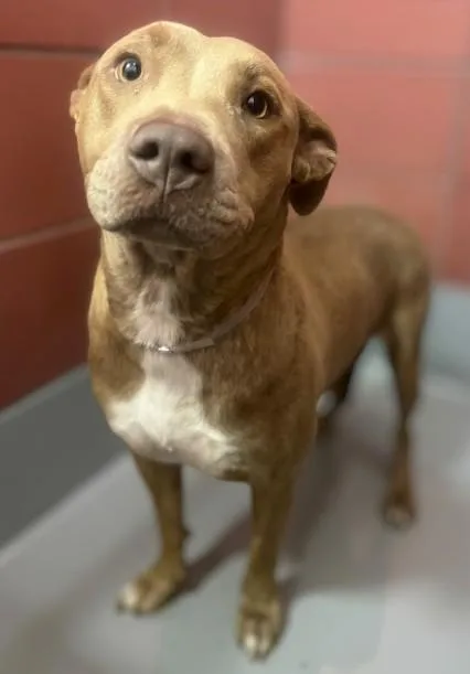 A young large-sized female Staffordshire Bull Terrier dog named Miley for adoption in Houston, TX