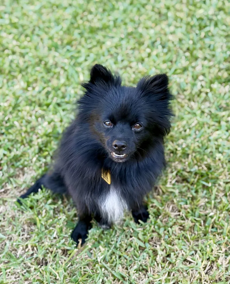 An adult small-sized male Pomeranian dog named Quinn for adoption in Austin, TX