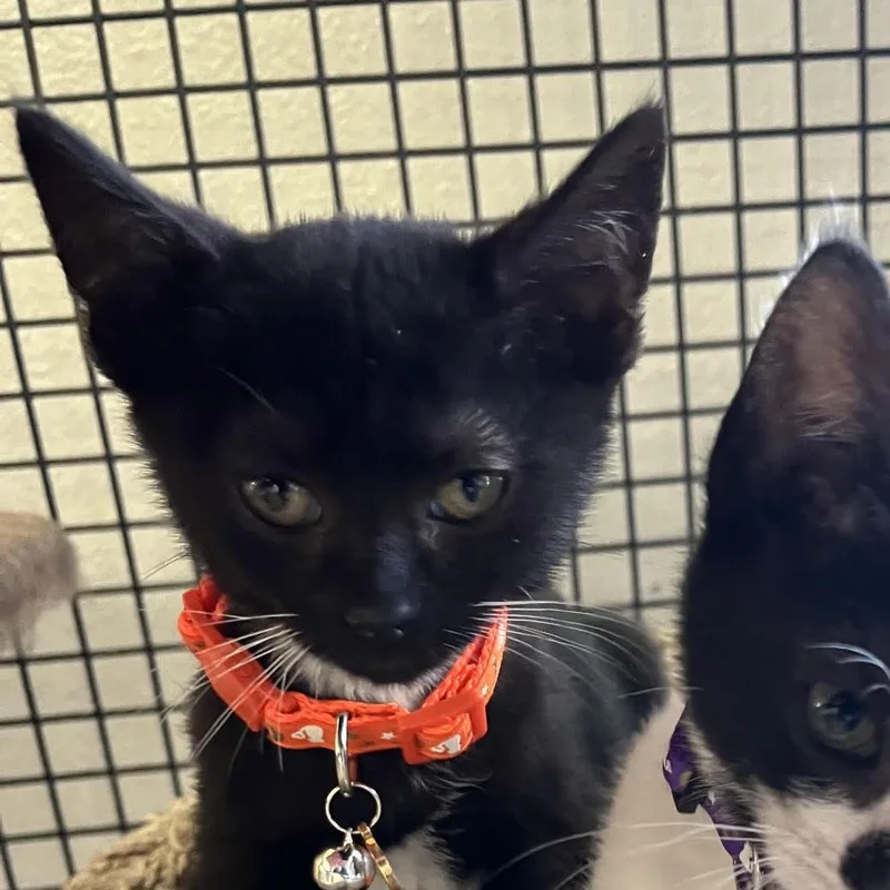 A baby medium-sized male Black & White / Tuxedo Domestic Short Hair cat named Mouse for adoption in Portland, OR