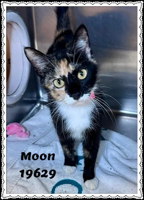 An adult medium-sized female Tortoiseshell Domestic Short Hair cat named Moon for adoption in Marietta, GA