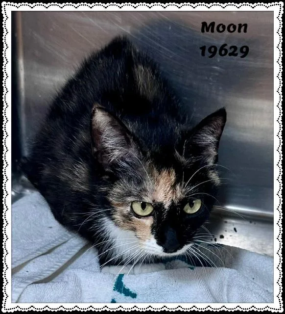 Moon thumbnail 5