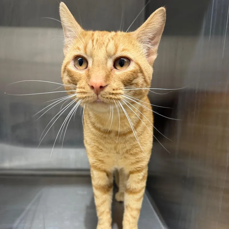 An adult small-sized male Orange / Red Domestic Short Hair cat named William Wonka Donk for adoption in Morganton, NC