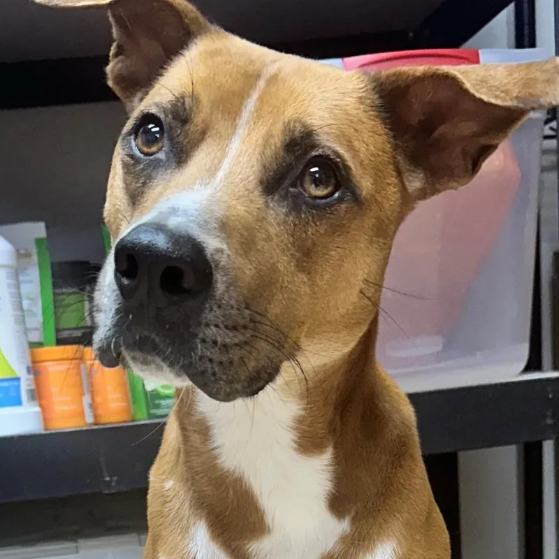 An adult medium-sized male Yellow / Tan / Blond / Fawn Mixed Breed dog named Bruce for adoption in Tyler, TX