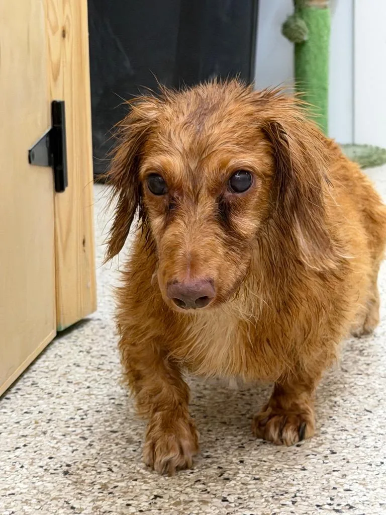 A senior small-sized male Dachshund dog named Benji for adoption in Glenfield, NY