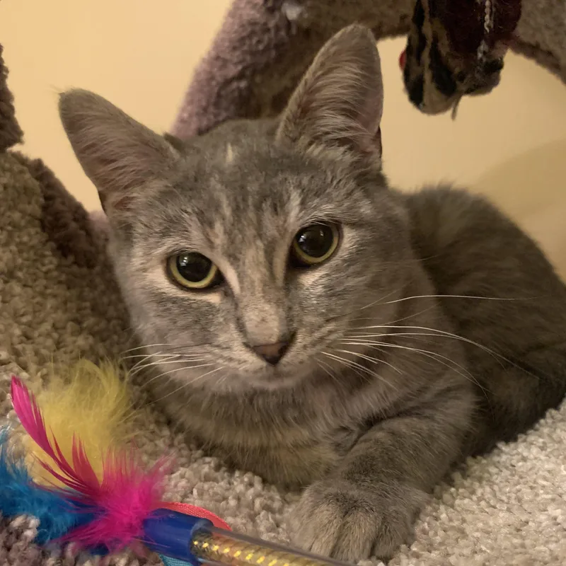 Sha Baby thumbnail 2