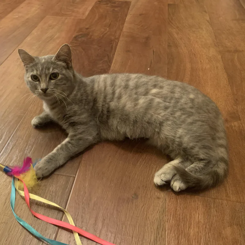 Sha Baby thumbnail 3