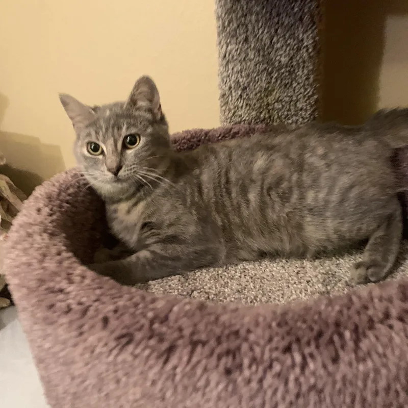 Sha Baby thumbnail 4