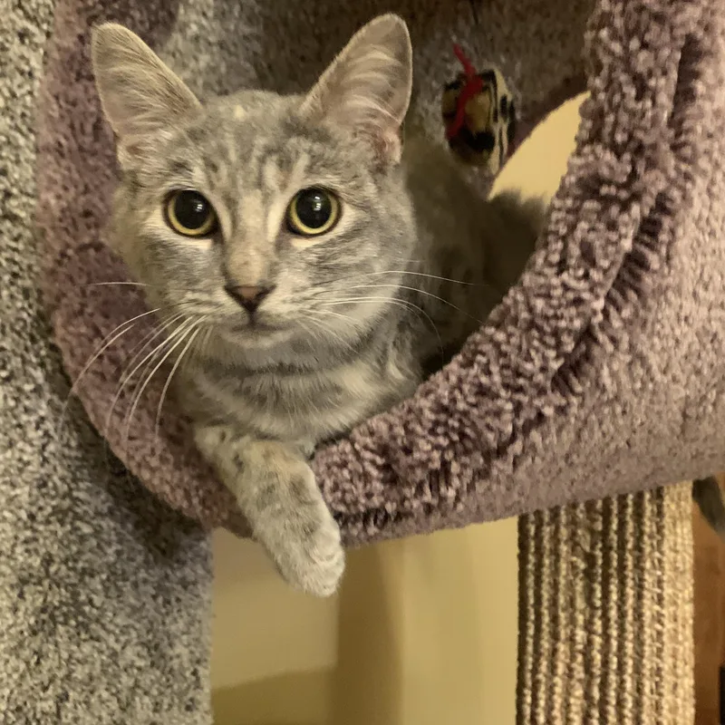 Sha Baby thumbnail 5