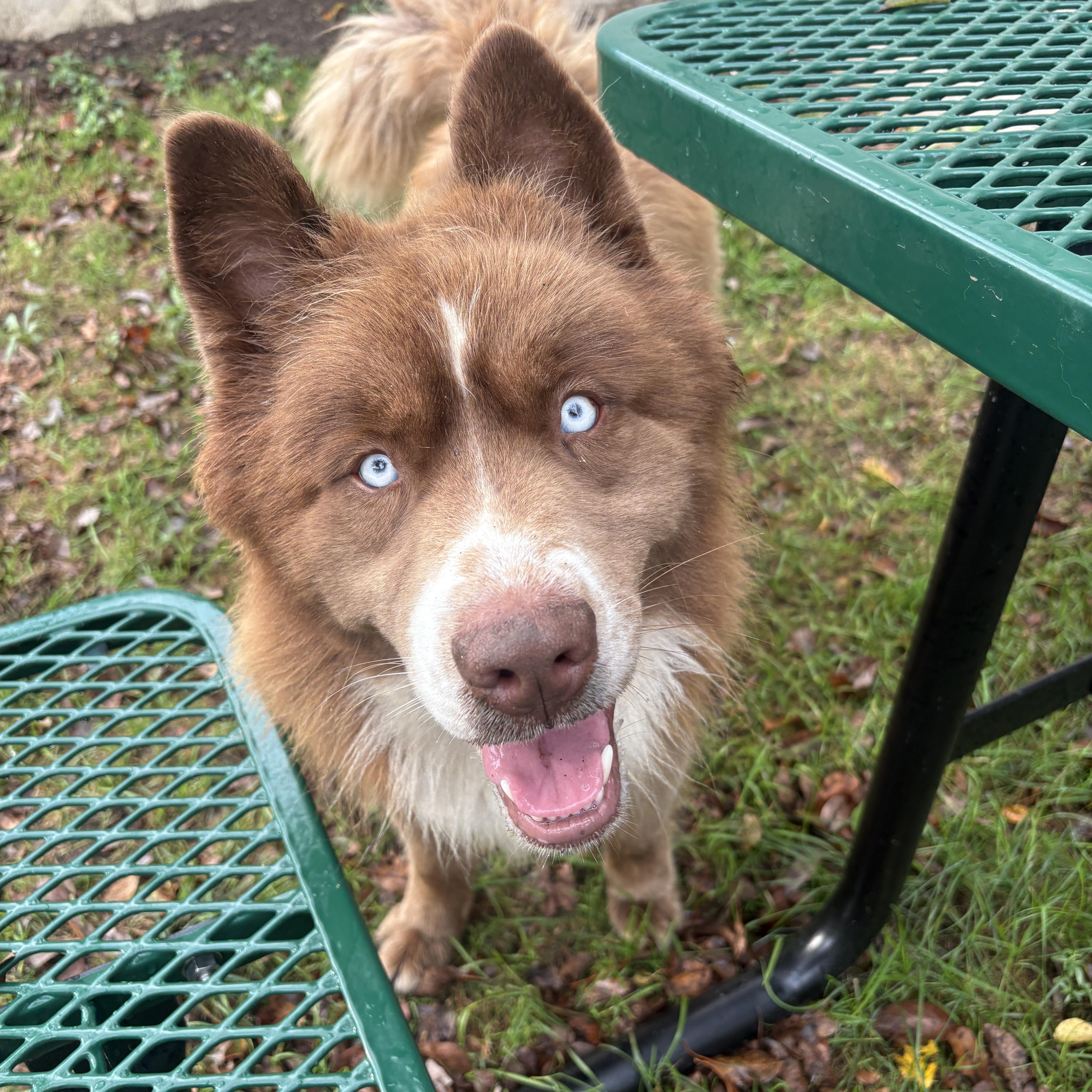 An adult large-sized male Husky dog named Clifford for adoption in Detroit, MI