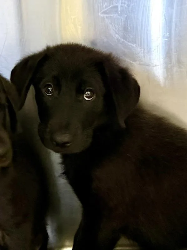 A baby small-sized male German Shepherd Dog dog named Bryce for adoption in Mobile, AL