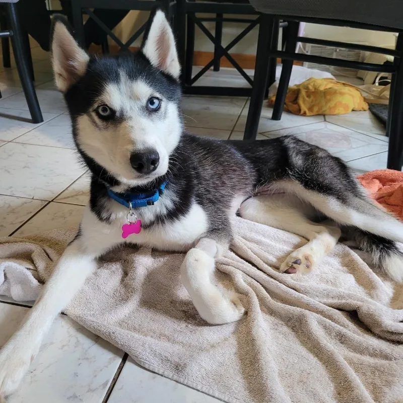 An adult medium-sized female White / Cream Siberian Husky dog named Lyla for adoption in Avon, OH