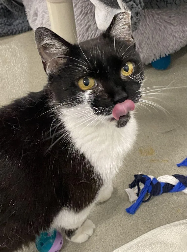 An adult small-sized female Black Domestic Short Hair cat named Pixel for adoption in Alexandria, VA