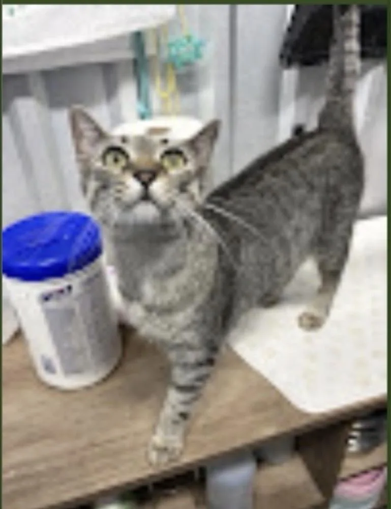 An adult medium-sized female Domestic Short Hair cat named Lilly for adoption in Lafayette, CO