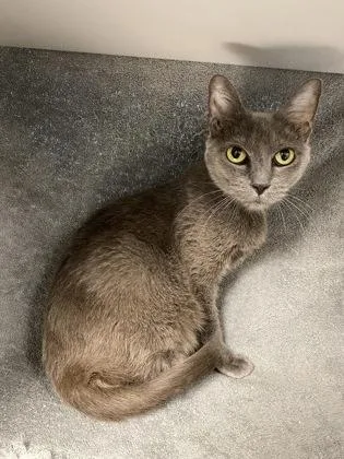An adult medium-sized female Gray / Blue / Silver Domestic Short Hair cat named Monica Gallagher for adoption in Kansas City, MO