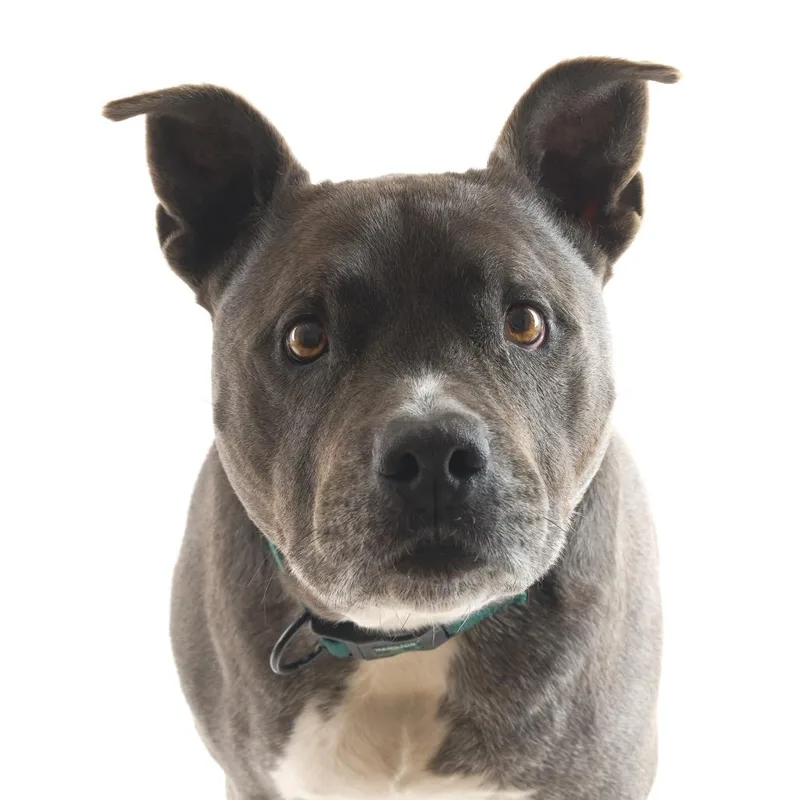 Herringbone thumbnail 2