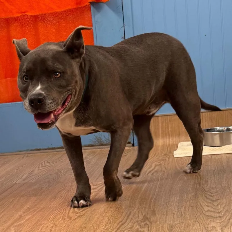 Herringbone thumbnail 4