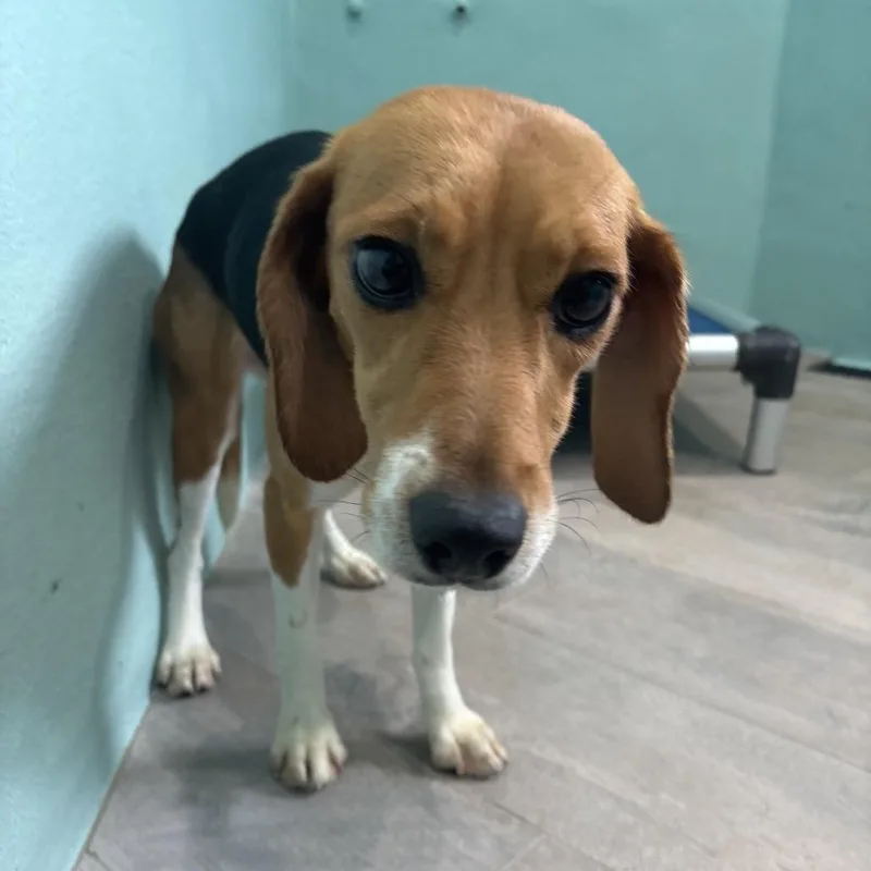 A young small-sized female Yellow / Tan / Blond / Fawn Beagle dog named Linda for adoption in LOXAHATCHEE, FL