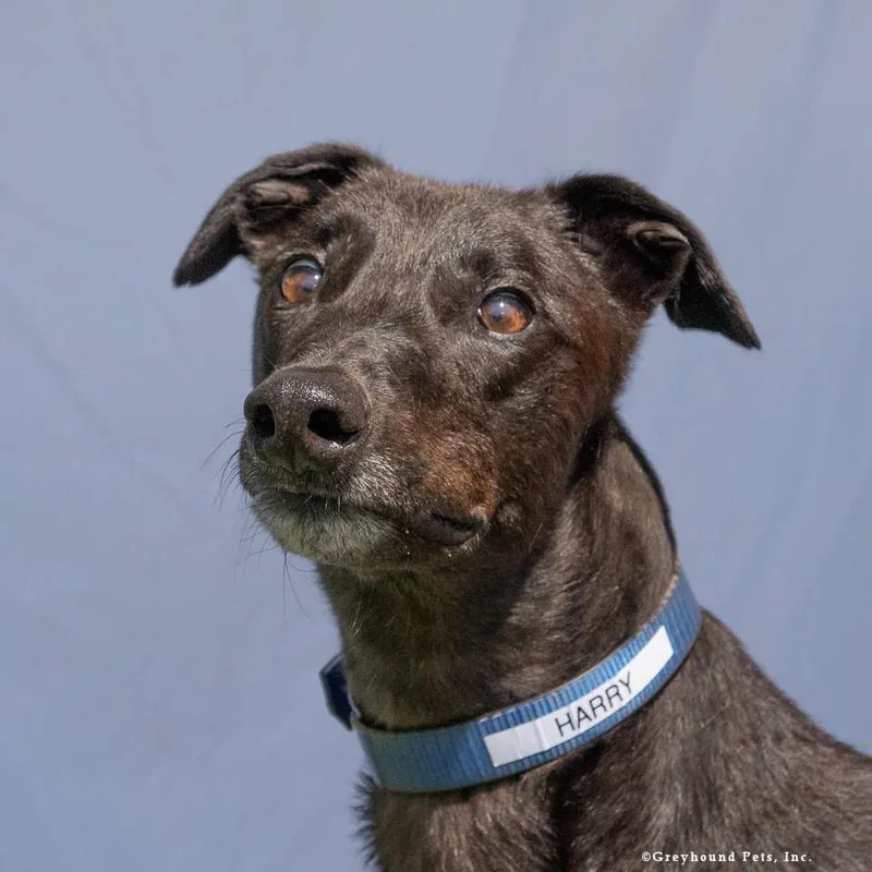 An adult large-sized male Greyhound dog named Harry for adoption in Woodinville, WA
