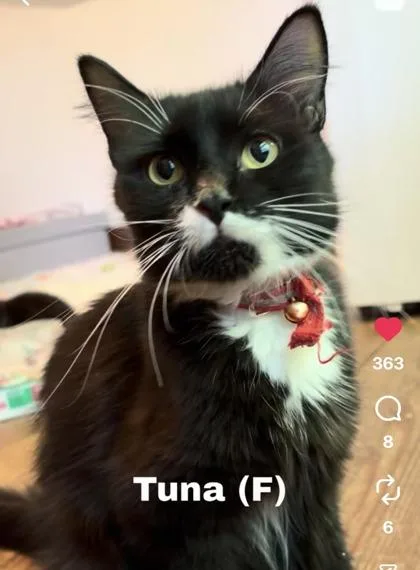 Spicy Tuna Roll
