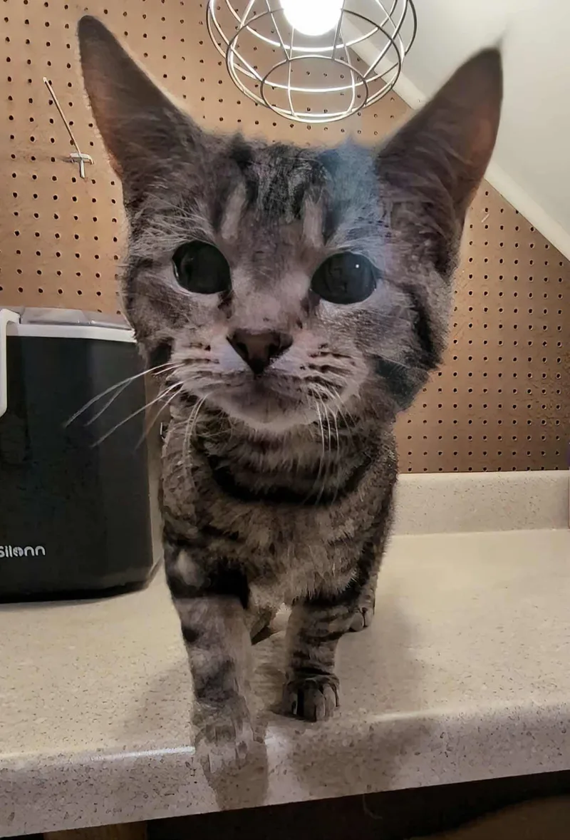 A young small-sized male Domestic Short Hair cat named Gouie for adoption in Clymer, PA