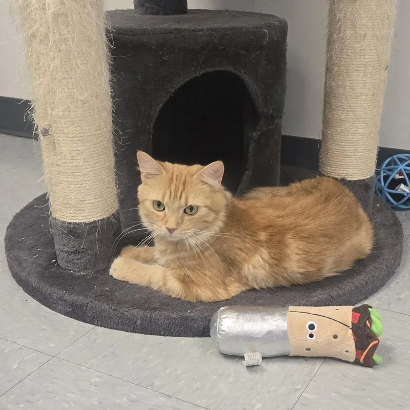 An adult medium-sized female Orange & White Domestic Medium Hair cat named Linda for adoption in Xenia , OH