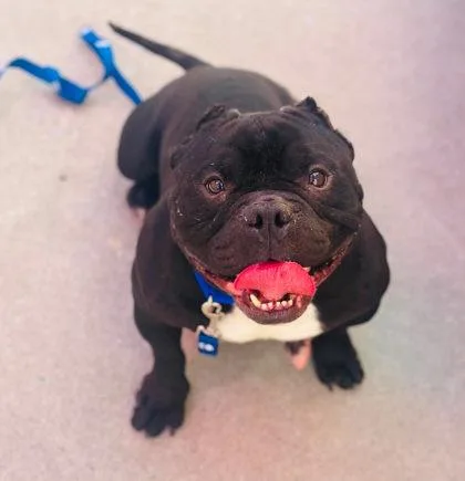An adult medium-sized male Mixed Breed dog named Claudius for adoption in West Chester, PA