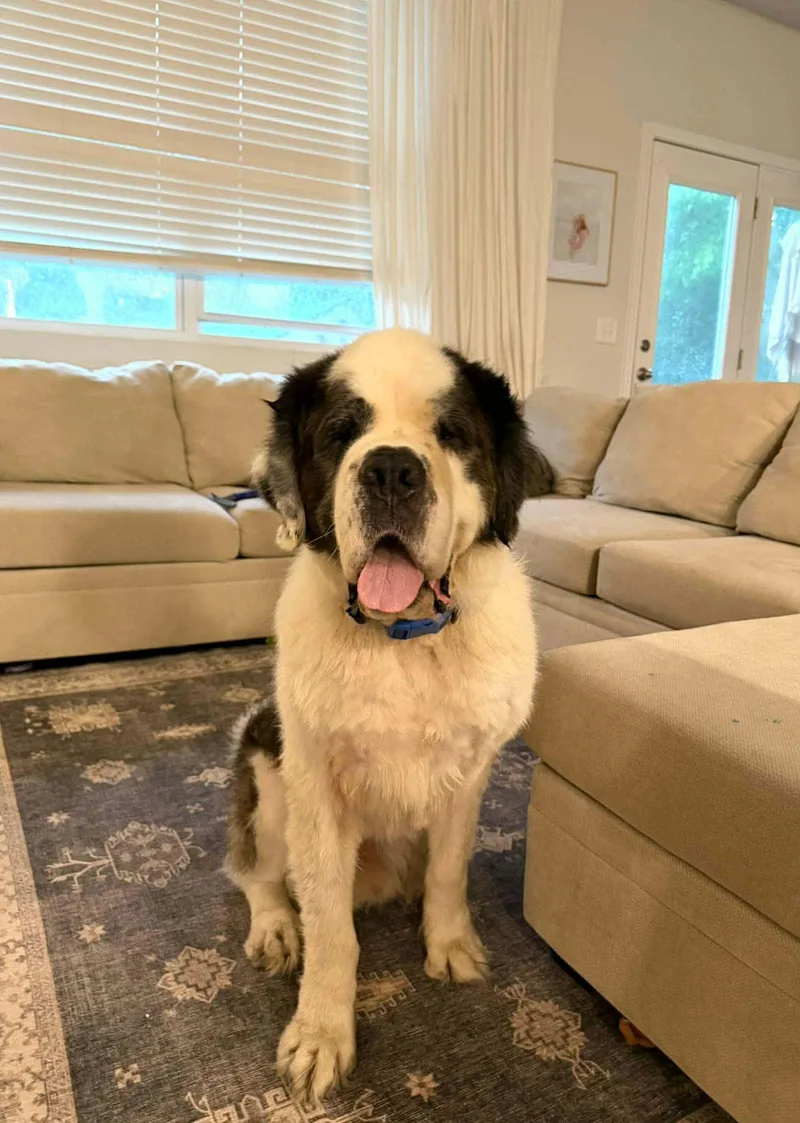 An adult extra large-sized male Tricolor (Brown, Black, & White) Saint Bernard dog named Wally Springfield for adoption in O Fallon, IL