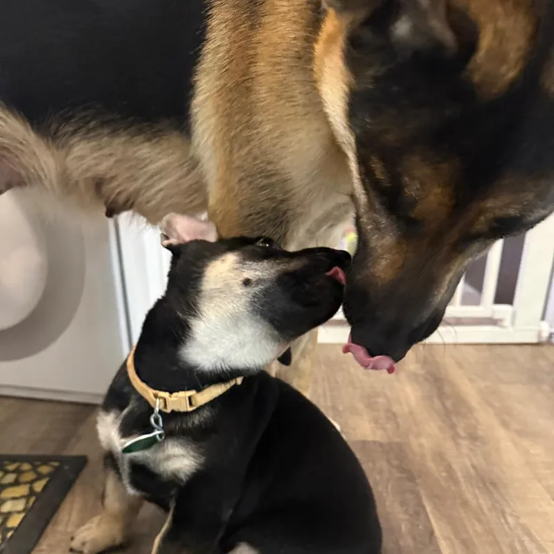 A young medium-sized female Black Mixed Breed dog named Ambrosia for adoption in Buffalo, MN