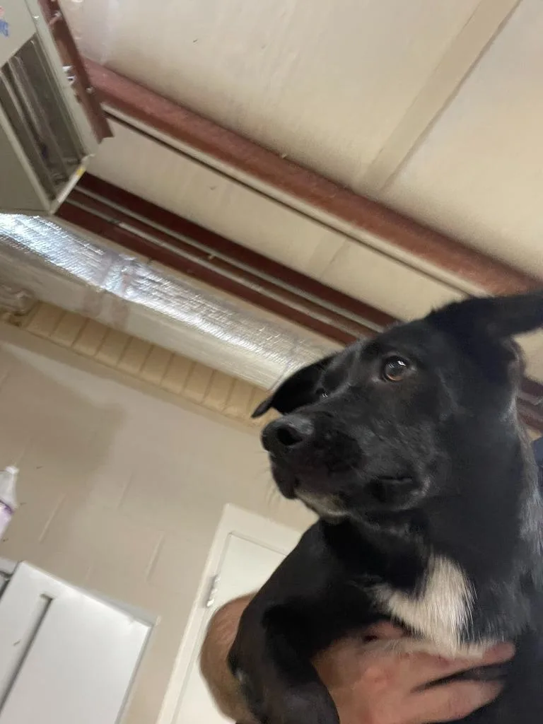 A young medium-sized male Labrador Retriever dog named Jack for adoption in Clarksville, TN
