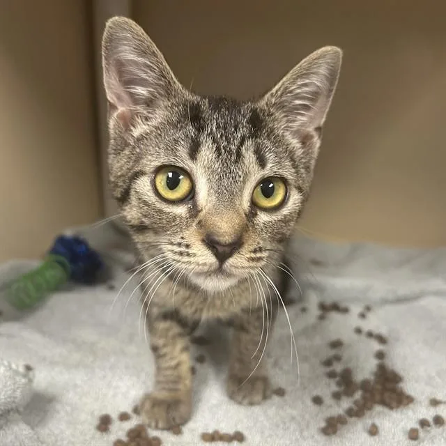 A young small-sized female Domestic Short Hair cat named Tilly for adoption in Lincolnton, NC