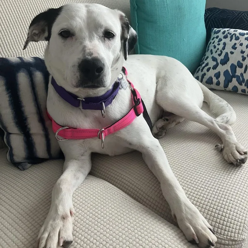 An adult medium-sized female White / Cream Shepherd dog named Baby Spots for adoption in Falls Church, VA