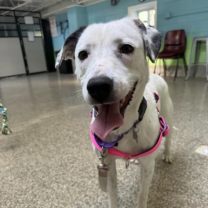 Baby Spots thumbnail 2